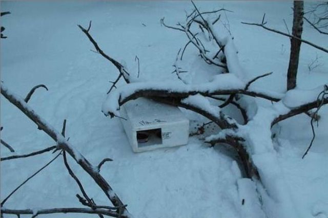 Chats sauvs de la mort - 2