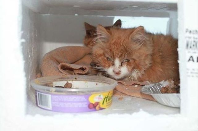 Chats sauvs de la mort - 4