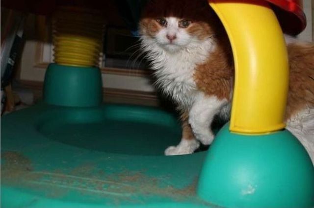 Chats sauvs de la mort - 7