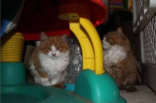 Chats sauvs de la mort - 9