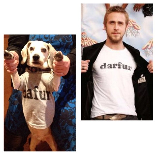 Films refait avec un chien (Ryan Gosling)