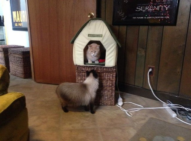 La guerre des chats - 1