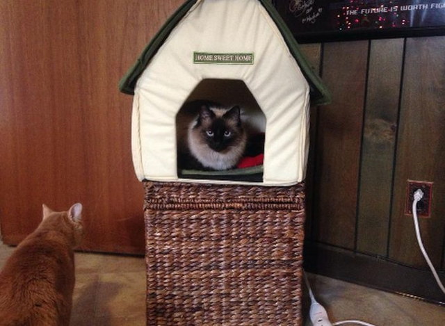 La guerre des chats - 3