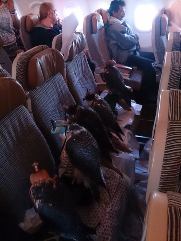 Etranges passagers d'un avion - 2