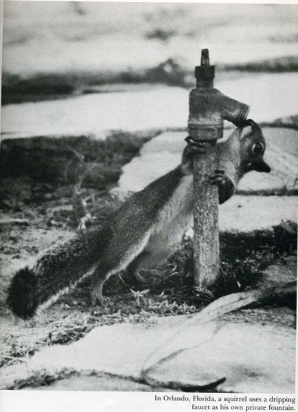 Photos marrantes de Life Magazine - 12