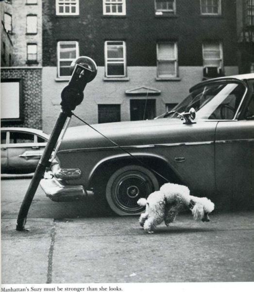 Photos marrantes de Life Magazine - 19