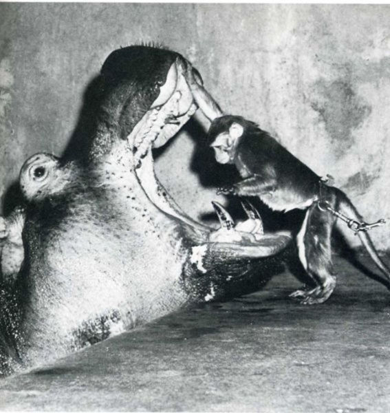 Photos marrantes de Life Magazine - 4