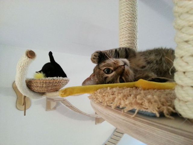 Aire de jeux pour chats - 10