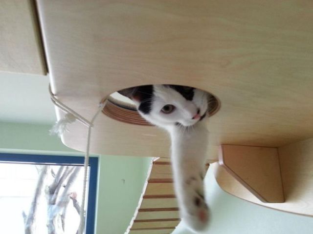 Aire de jeux pour chats - 2