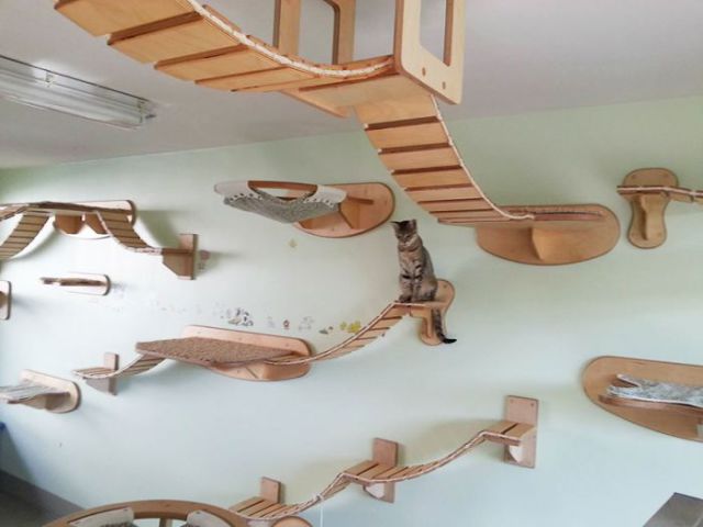 Aire de jeux pour chats - 3