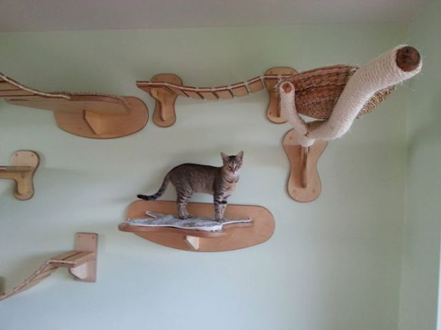 Aire de jeux pour chats - 5