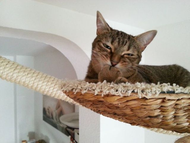 Aire de jeux pour chats - 8