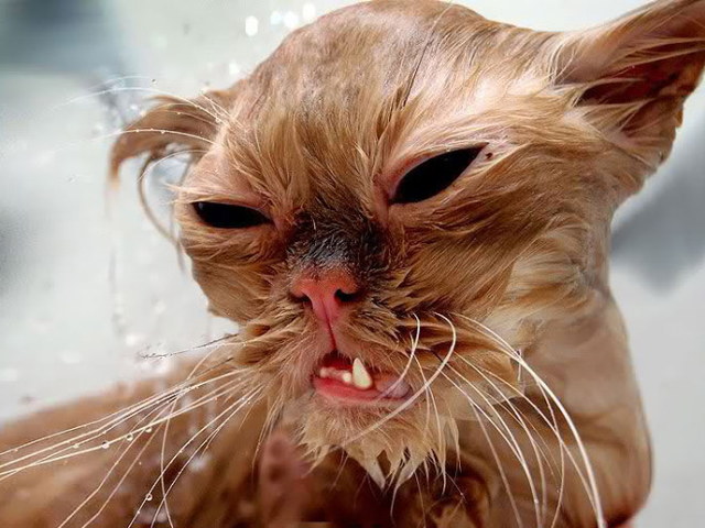 Les Tetes Trop Rigolotes De Chats Mouilles