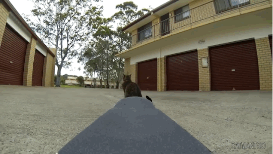 Chat sur un skateboard - 1