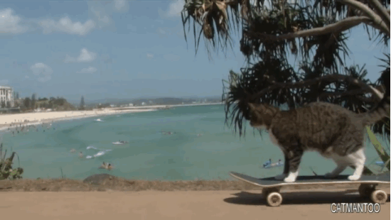 Chat sur un skateboard - 2