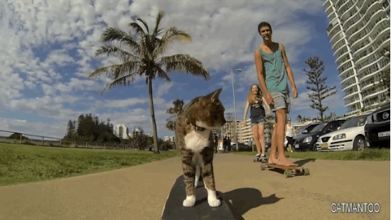 Chat sur un skateboard - 3