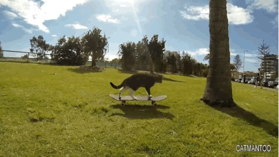 Chat sur un skateboard - 4