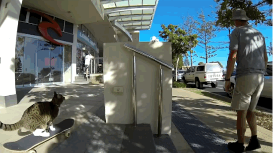 Chat sur un skateboard - 5