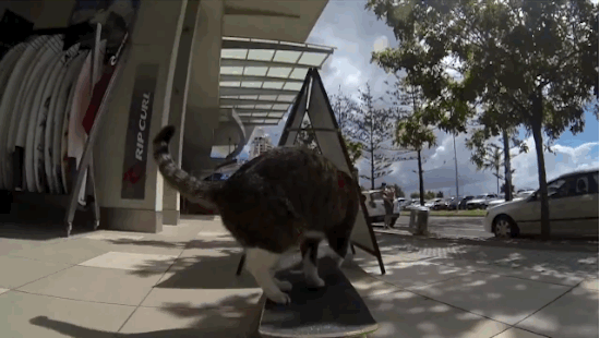 Chat sur un skateboard - 8