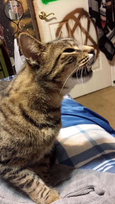 Des chats qui ternuent - 1