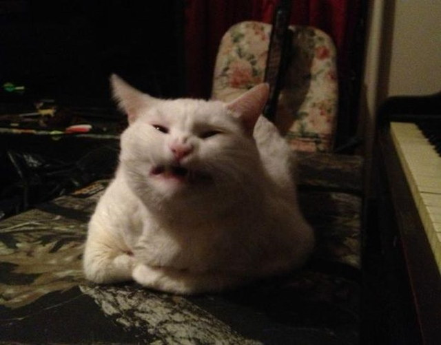 Des chats qui ternuent - 17