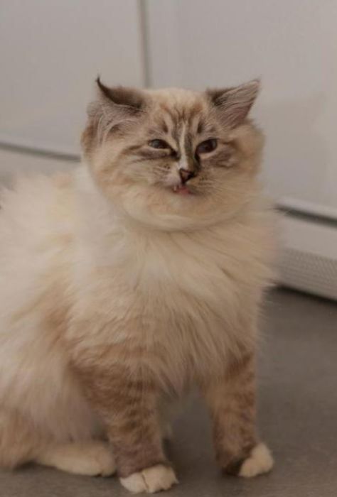 Des chats qui ternuent - 2