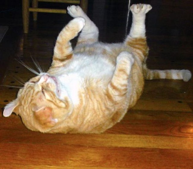 Des chats qui ternuent - 21