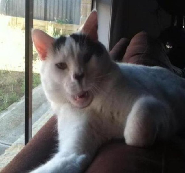 Des chats qui ternuent - 23