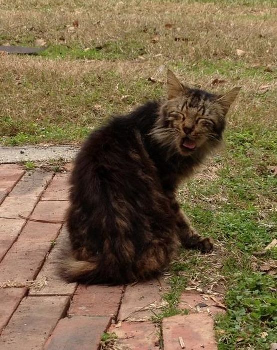 Des chats qui ternuent - 4