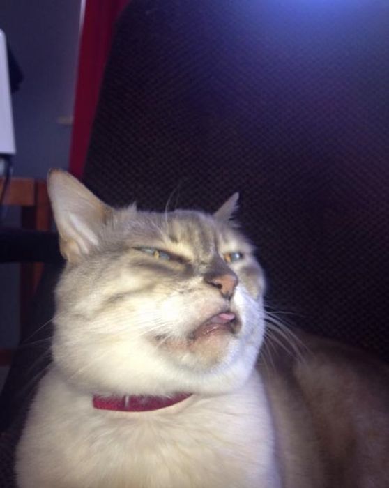 Des chats qui ternuent - 5