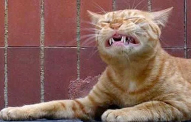 Des chats qui ternuent - 7