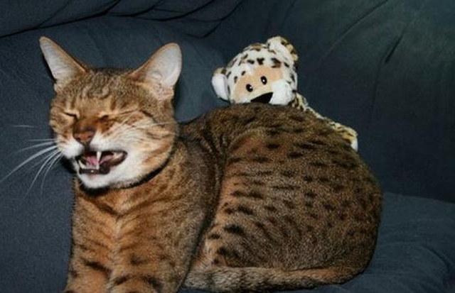 Des chats qui ternuent - 8