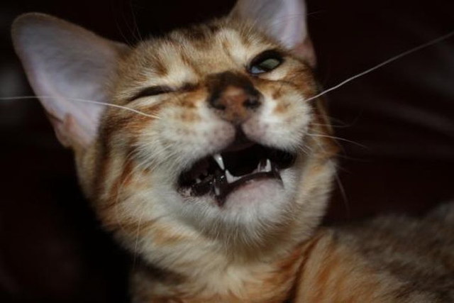 Des chats qui ternuent - 9