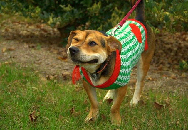 Chiens qui ternuent - 10