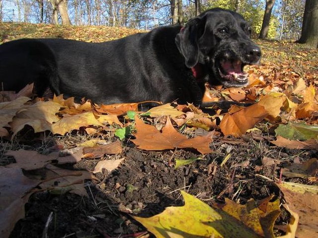 Chiens qui ternuent - 11