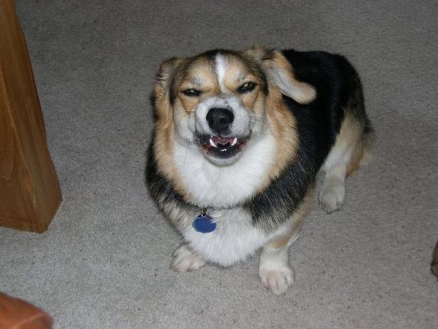 Chiens qui ternuent - 15