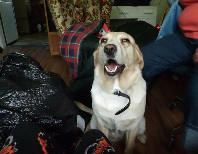 Chiens qui ternuent - 18