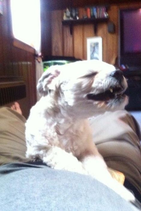 Chiens qui ternuent - 2