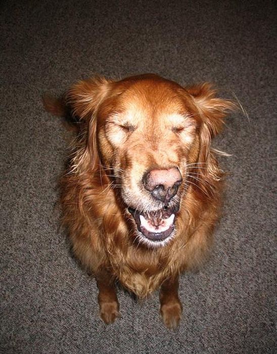 Chiens qui ternuent - 3