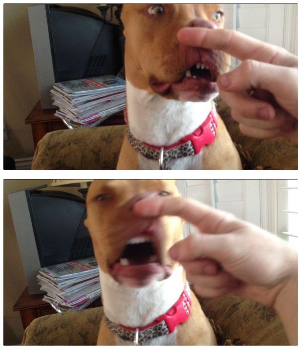 Chiens qui ternuent - 4