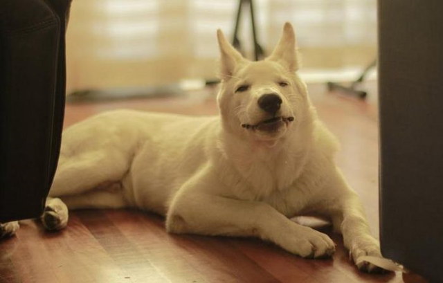 Chiens qui ternuent - 5