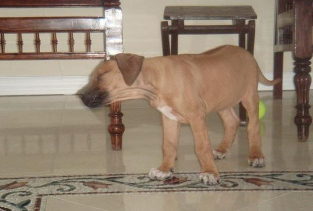 Chiens qui ternuent - 7