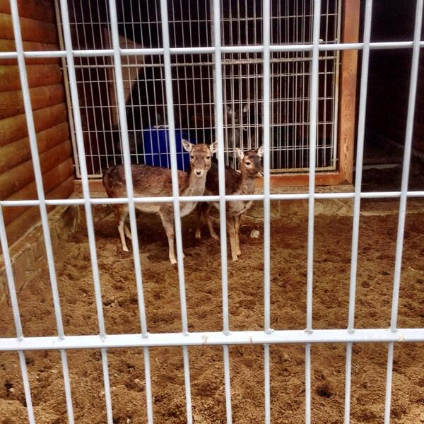 Photos de la rsidence du prsident Ukrainien - 14