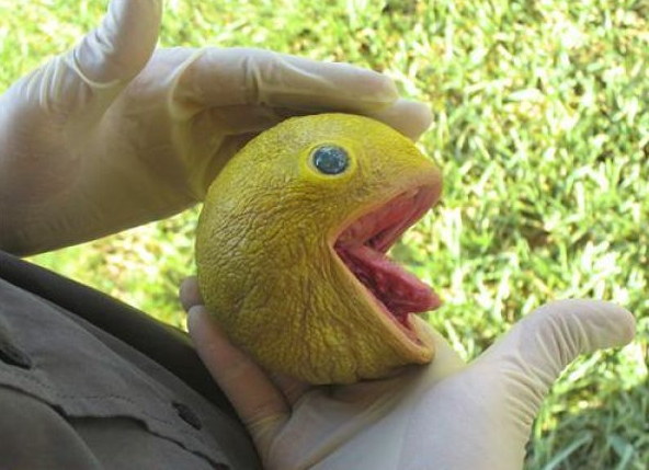 Des photos absurdes - 1