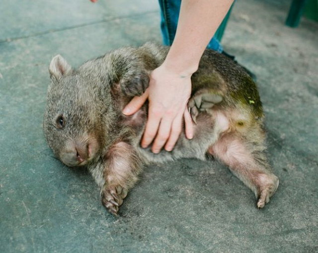 Photos de Wombat - 2