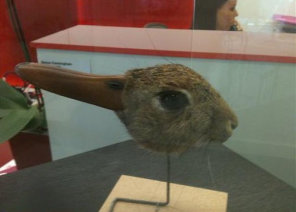 Photos de WTF - 2