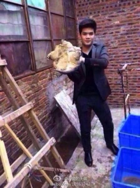 Tortue serpentine dangereuse - 1