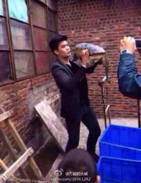 Tortue serpentine dangereuse - 2