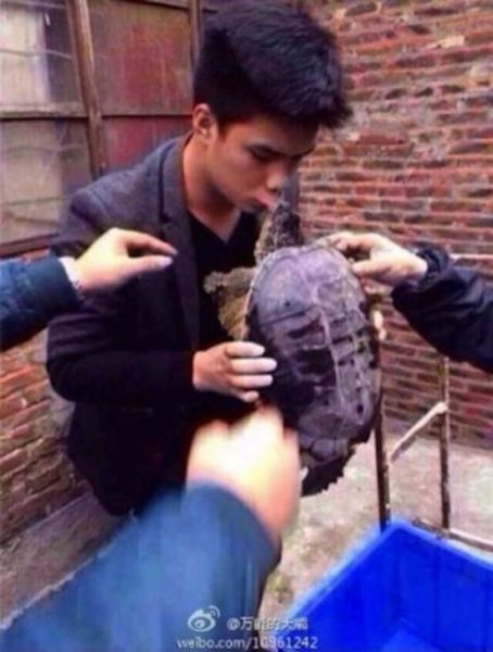 Tortue serpentine dangereuse - 3