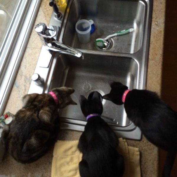 Chats qui font rire - 11